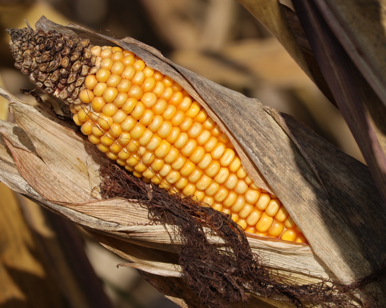 Початок кукурузы в листьях