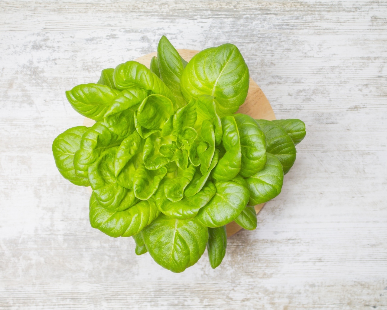 Свежий базилик на сером столе