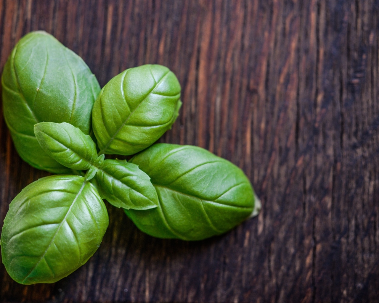 Зеленые листья базилика на деревянном столе