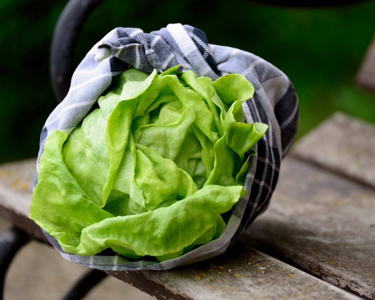 Зеленые листья салата крупным планом