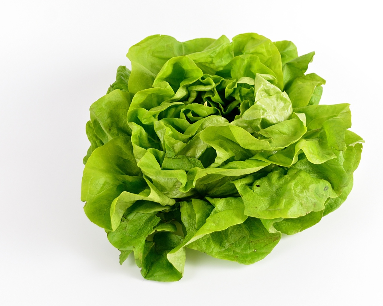 Листья зеленого салата на белом фоне