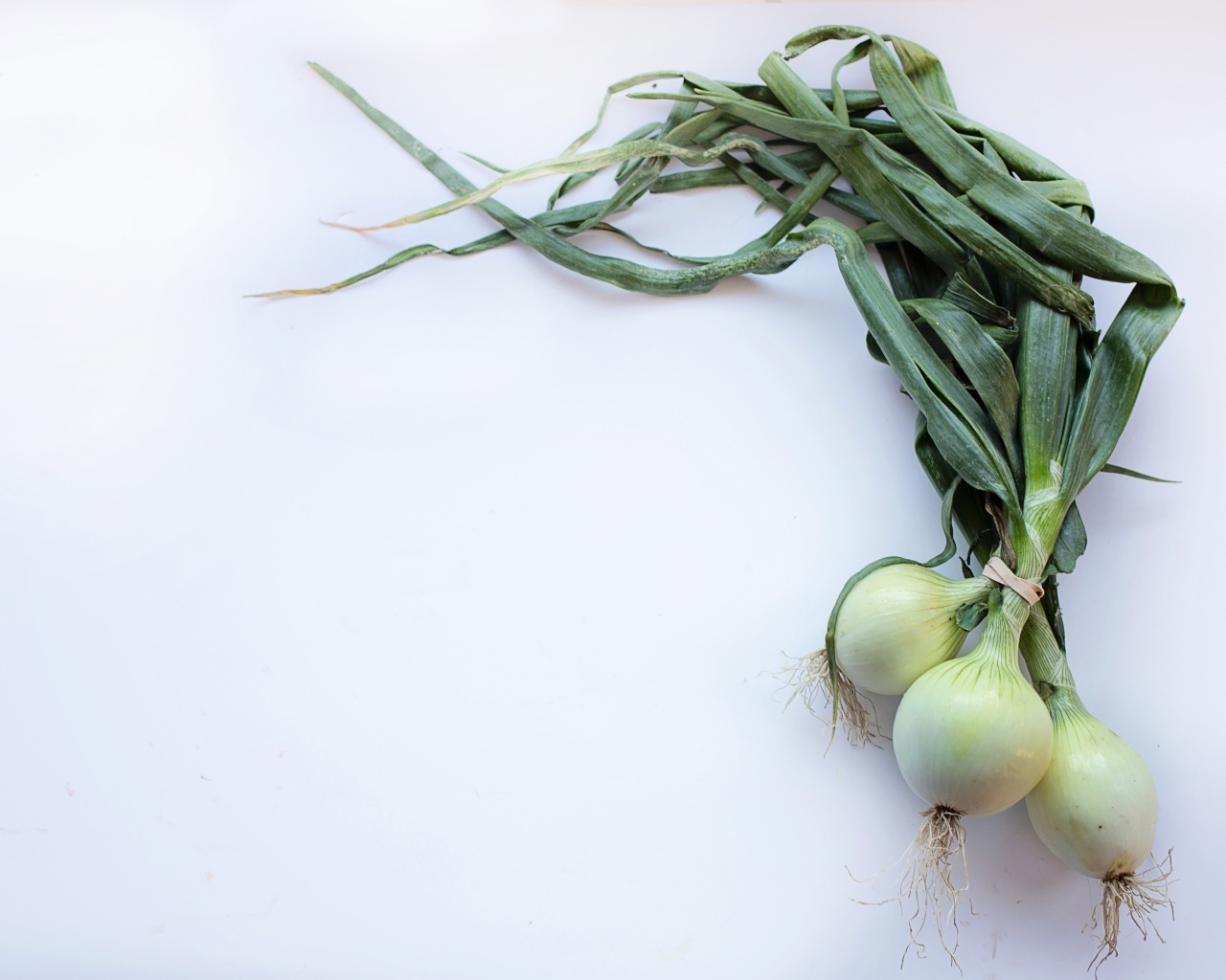 Зеленый лук на сером фоне