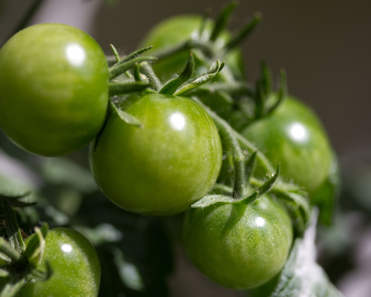 Зеленые помидоры на ветке