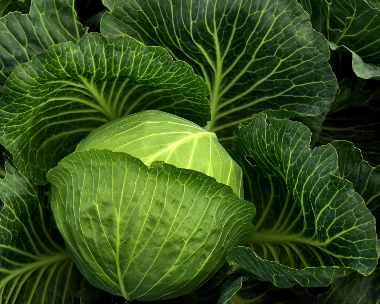 Кочан большой свежей капусты с листьями