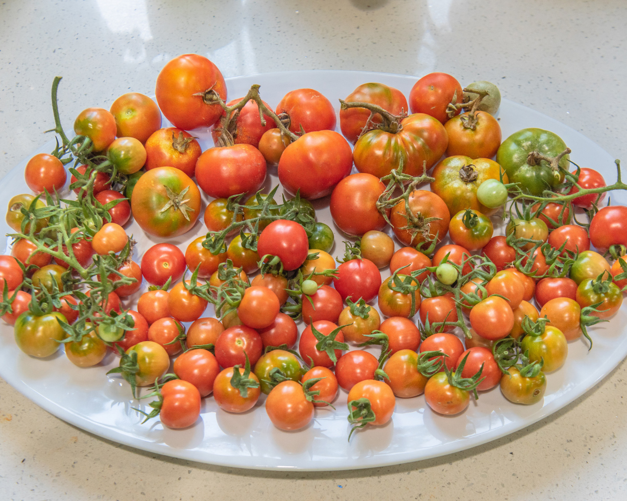 Большая белая тарелка с красными помидорами