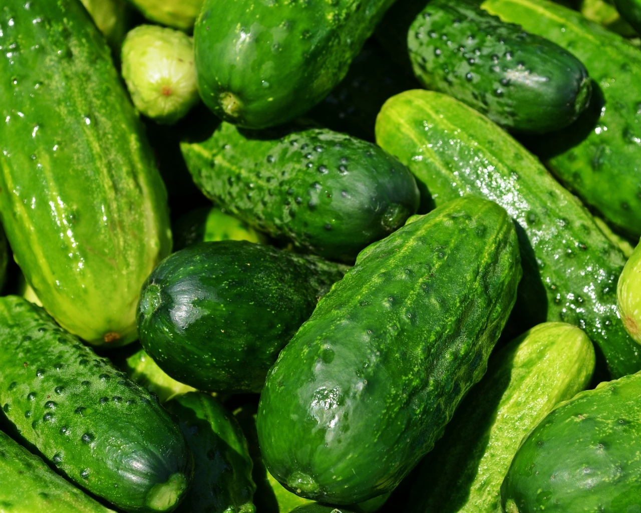 Много свежих огурцов на консервацию 