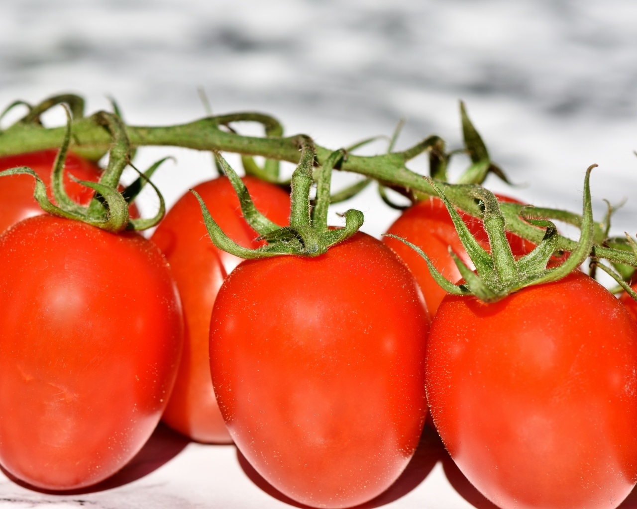 Много красных помидор на ветке 