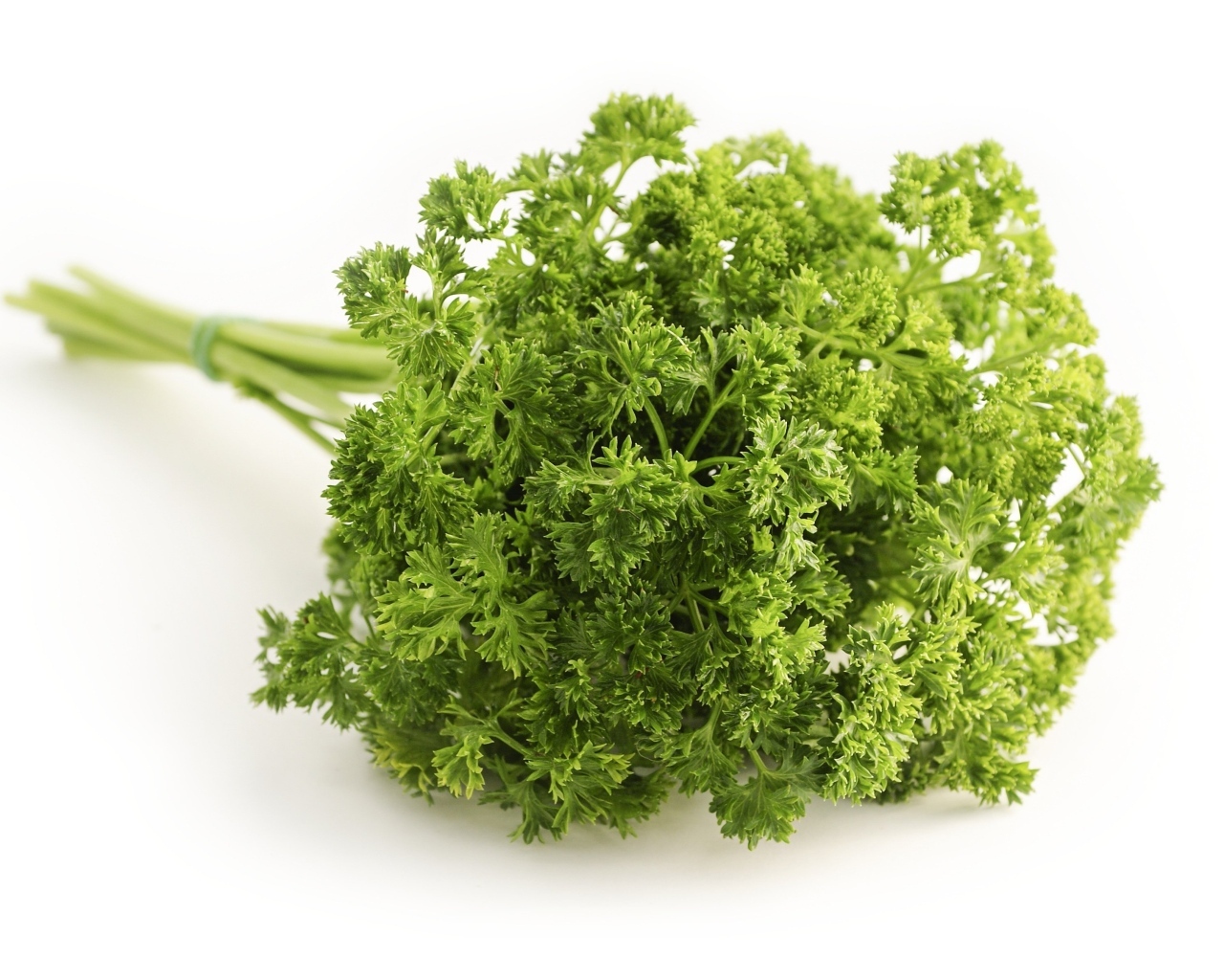 Зелень петрушки на белом фоне