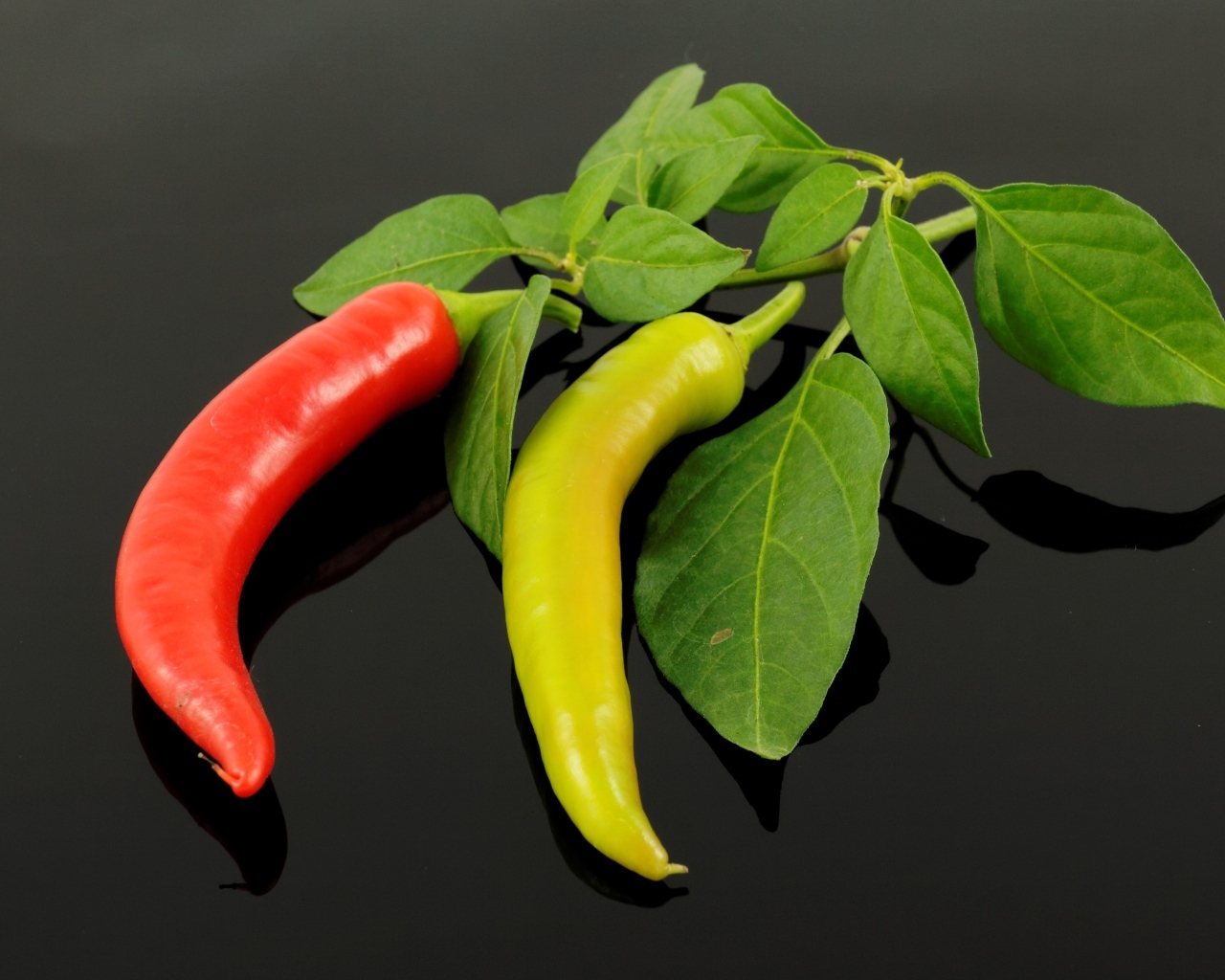 Красный и зеленый острый перец на ветке с листьями