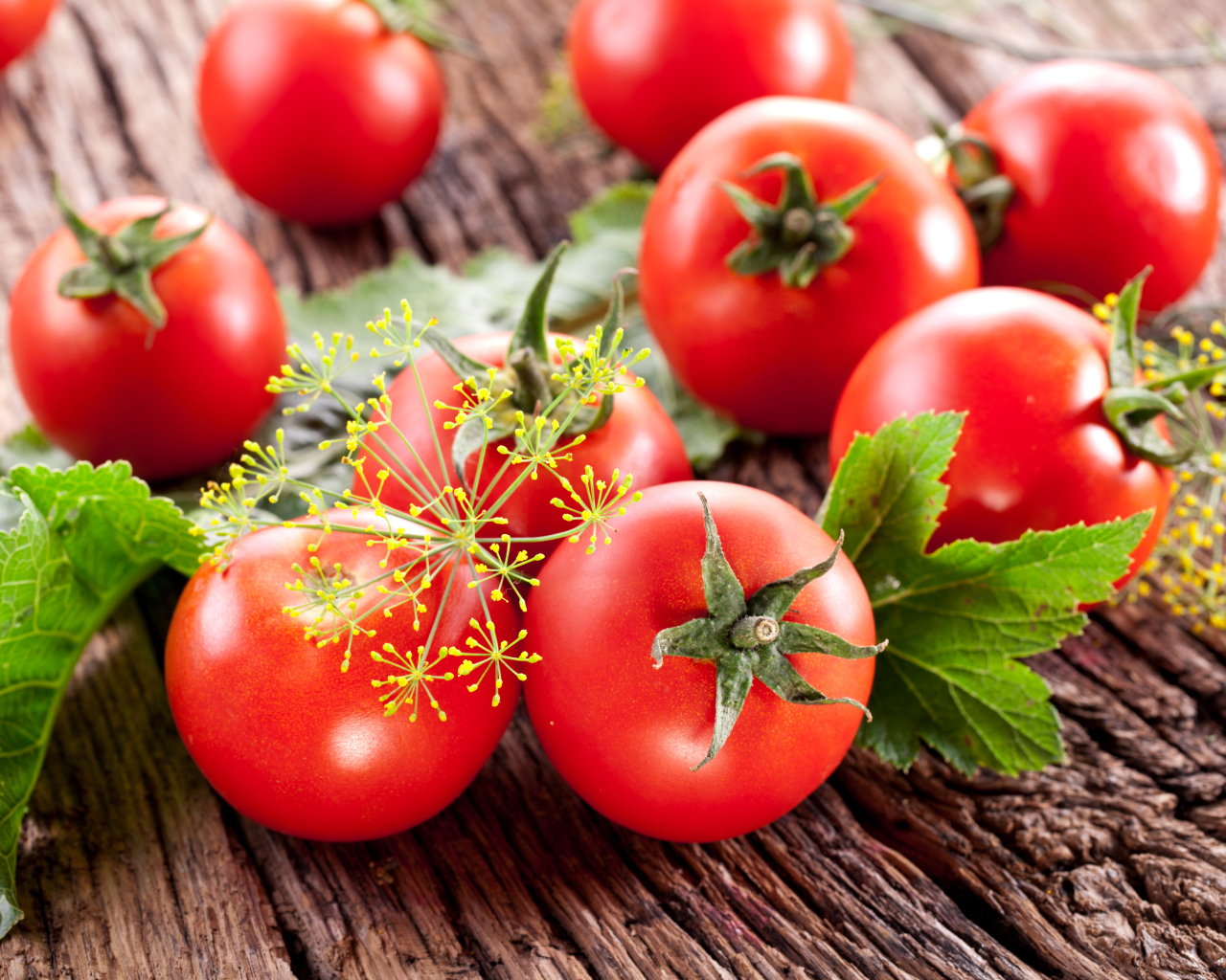 Красные помидоры на деревянном столе с укропом