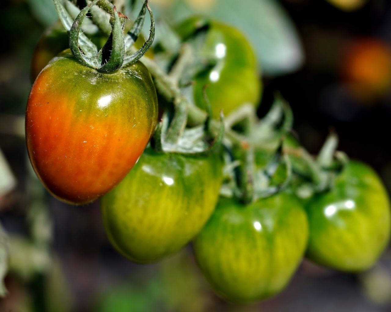 Созревающие томаты на ветке