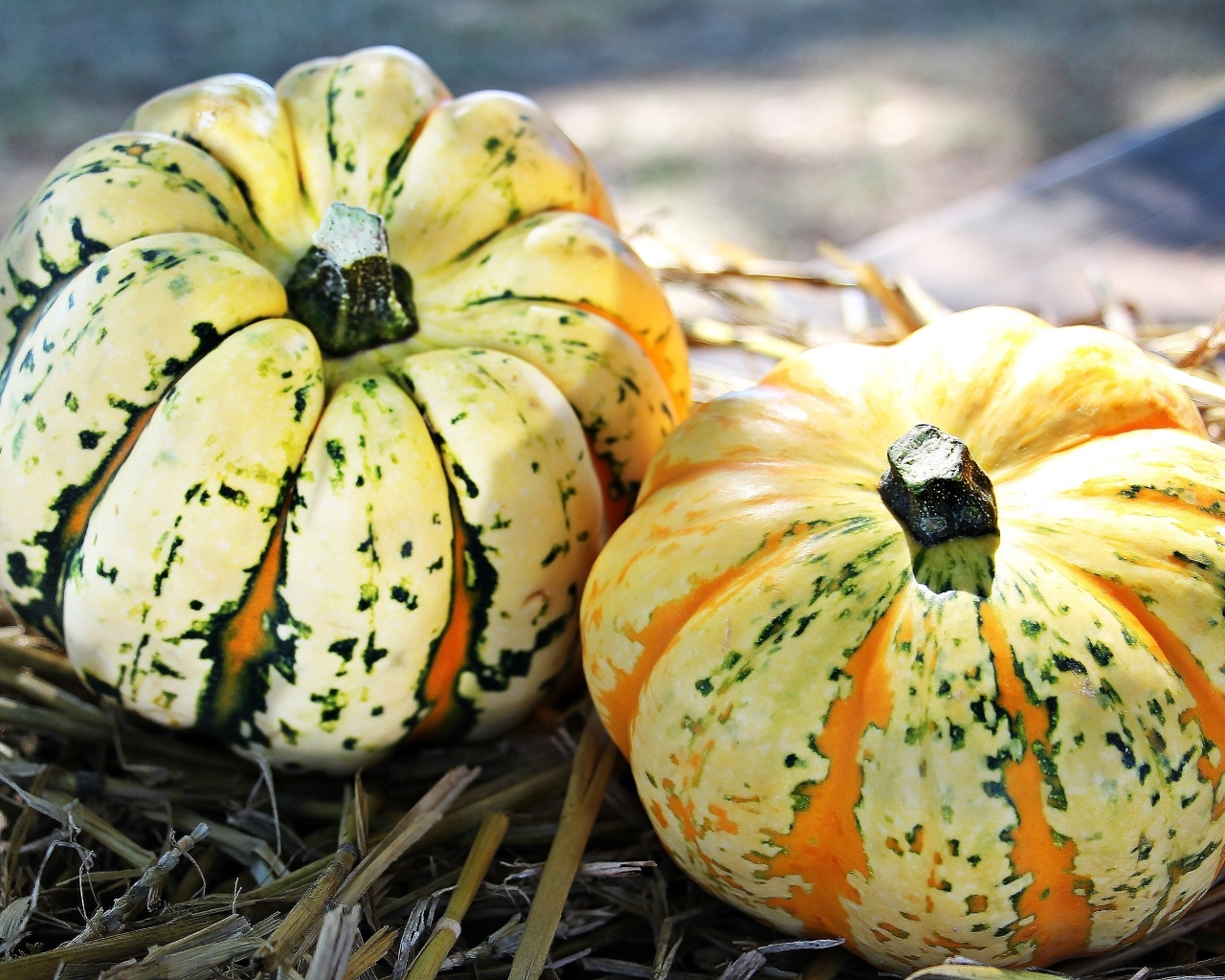 Две большие тыквы на огороде