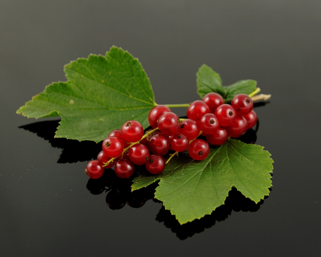 Гроздь красной смородины с зелеными листьями на сером фоне