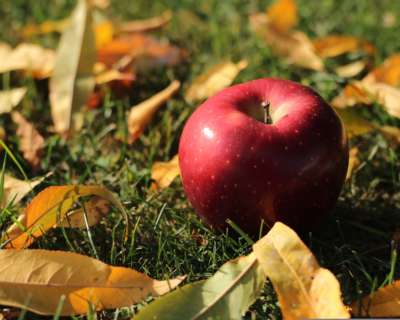 Большое красное яблоко лежит на траве с листвой