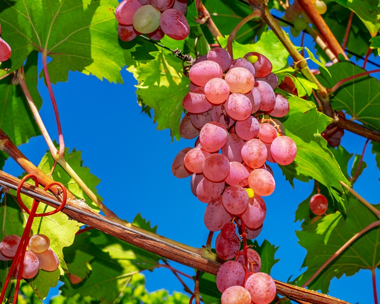 Красивый крупный розовый виноград на лозе