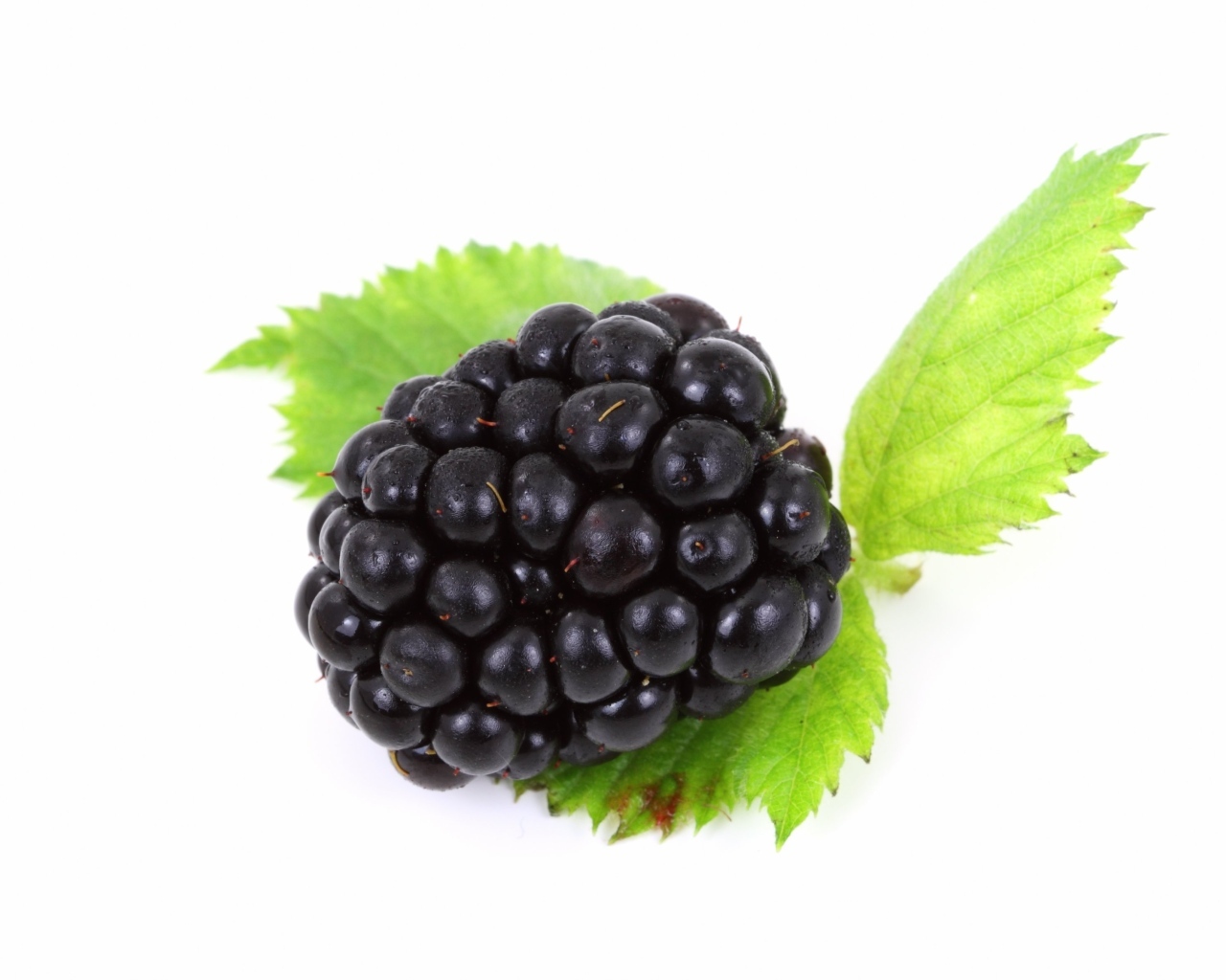 Большая ягода ежевики с листьями на белом фоне