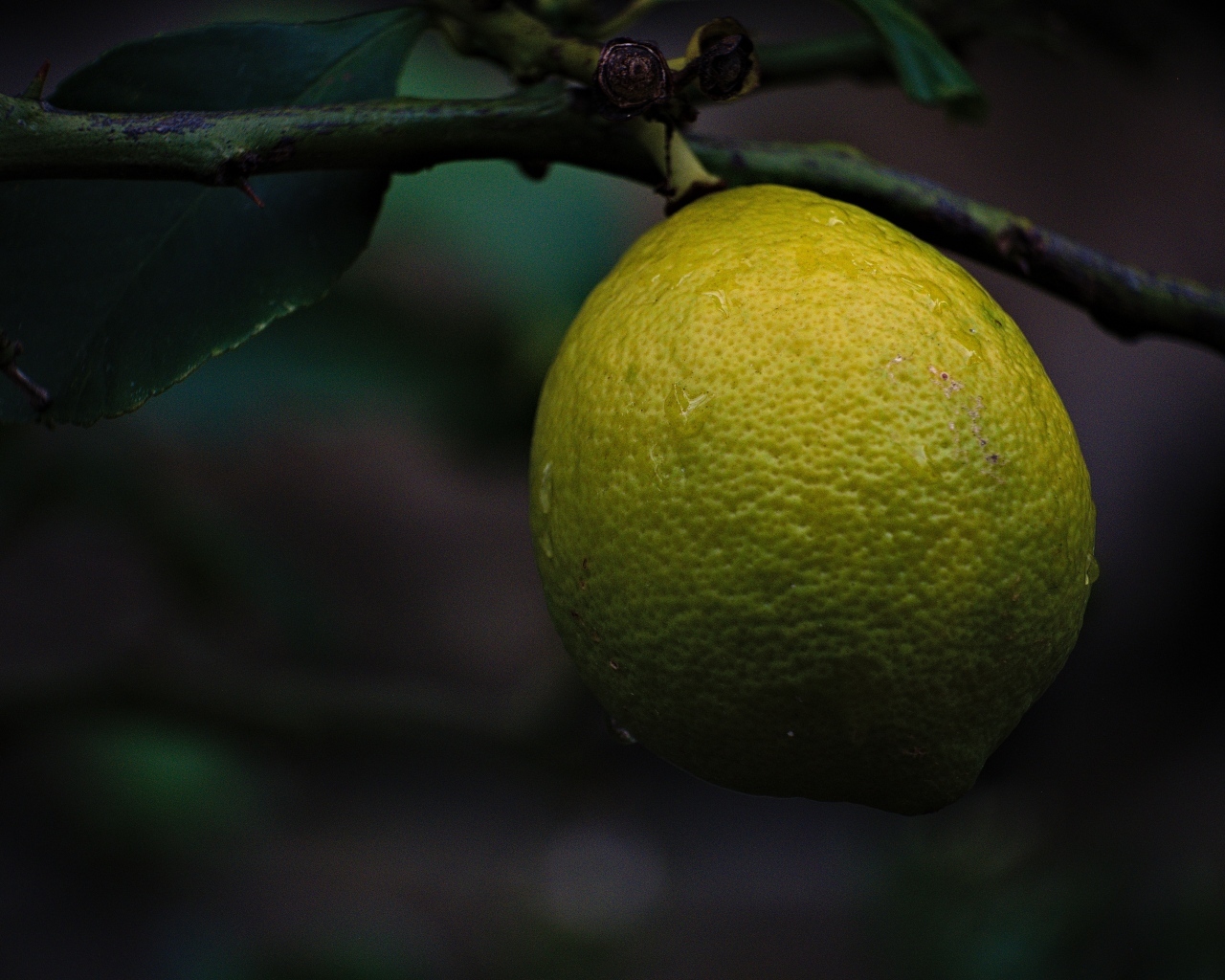 Большой лимон спеет на дереве