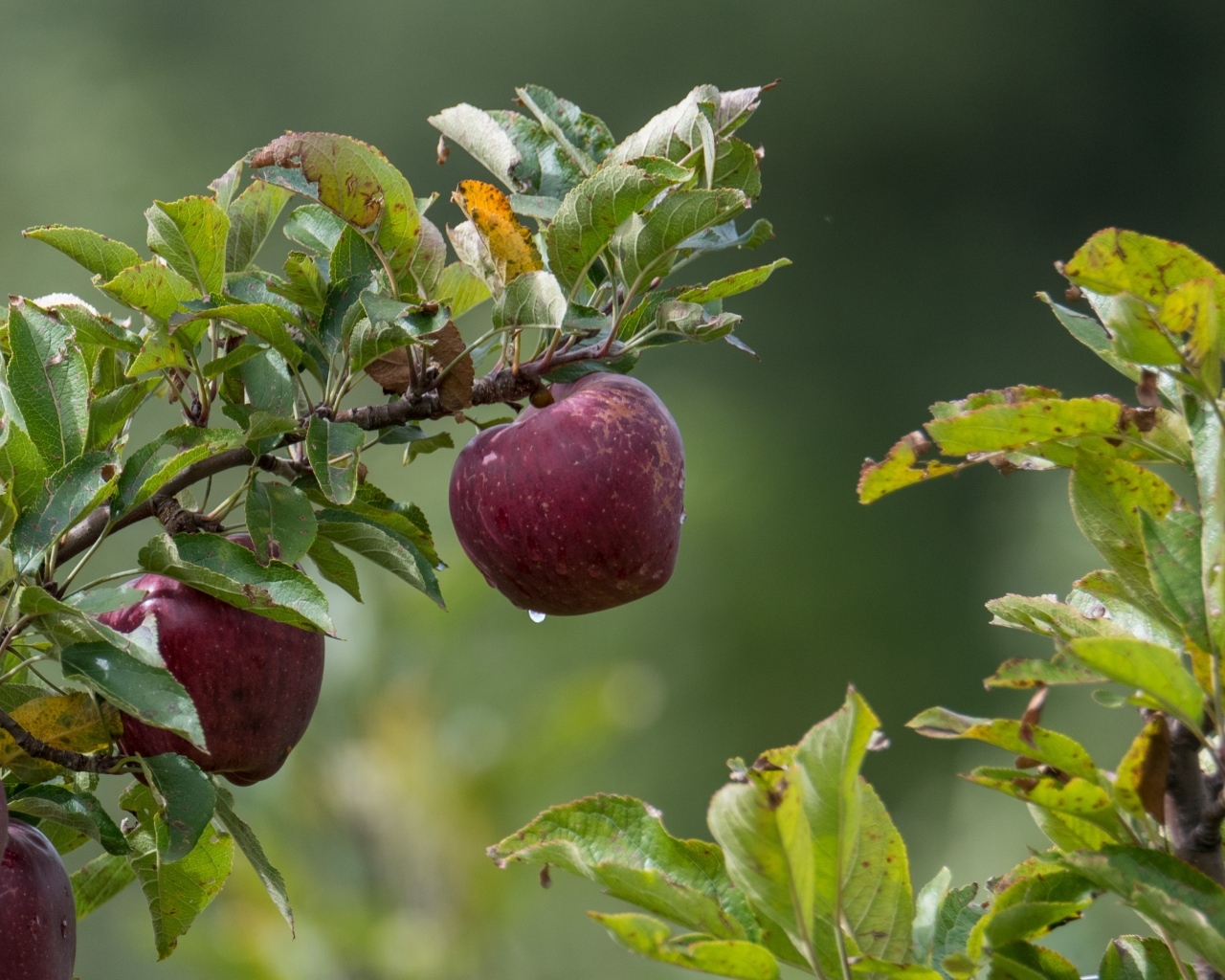 Большие красные яблоки на ветке дерева 