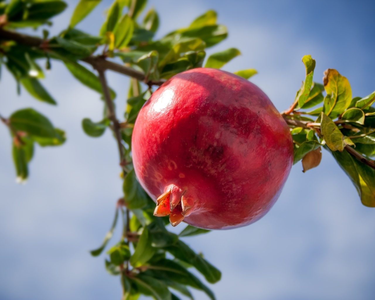 Большой спелый гранат на ветке дерева 