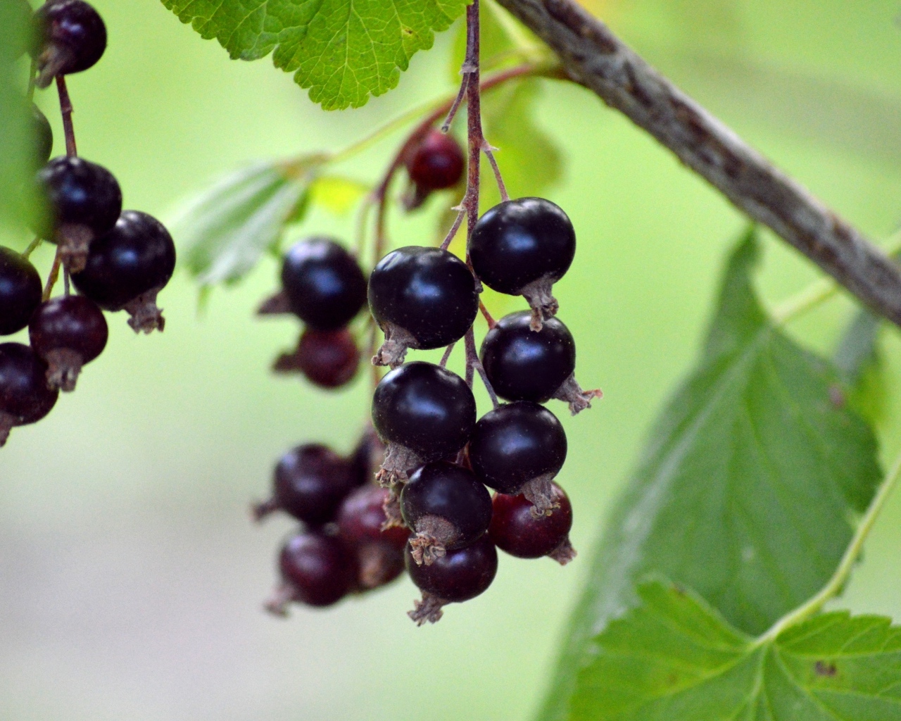 Ягоды черной смородины на ветках