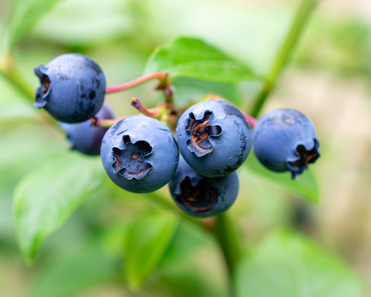 Синие ягоды лесной черники крупным планом