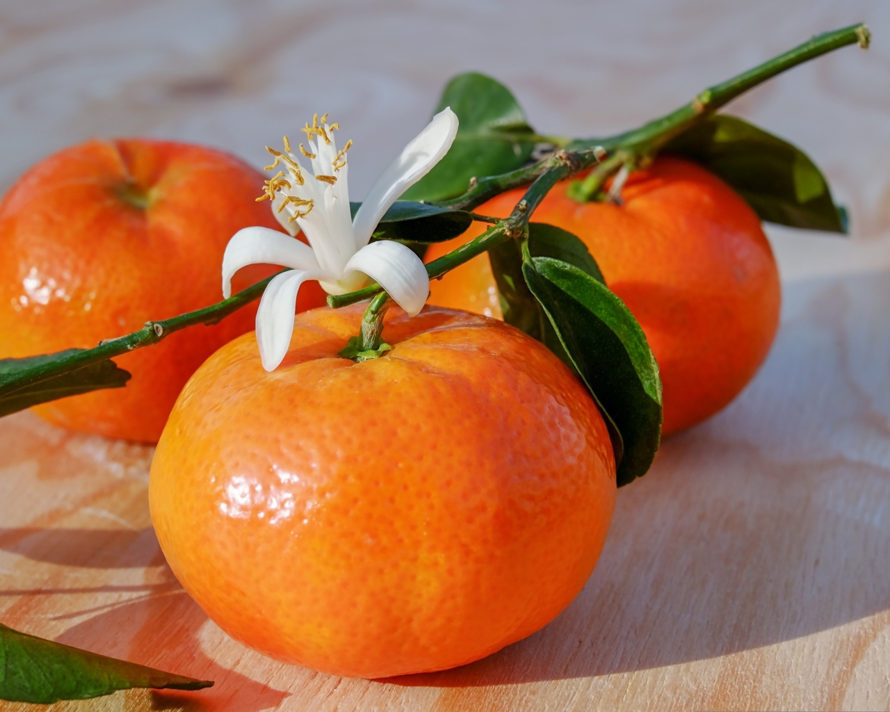 Ветка с мандаринами и цветком