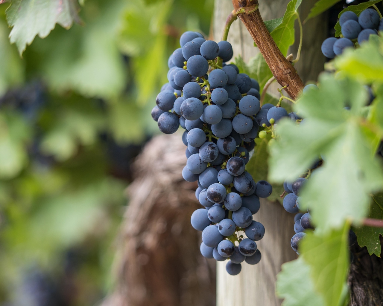 Гроздь синего винного винограда 