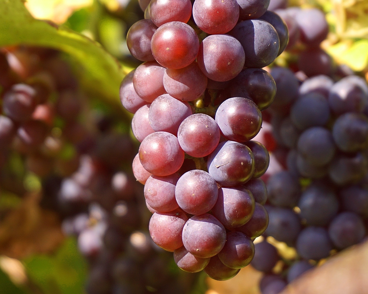Гроздь розового винограда в лучах солнца