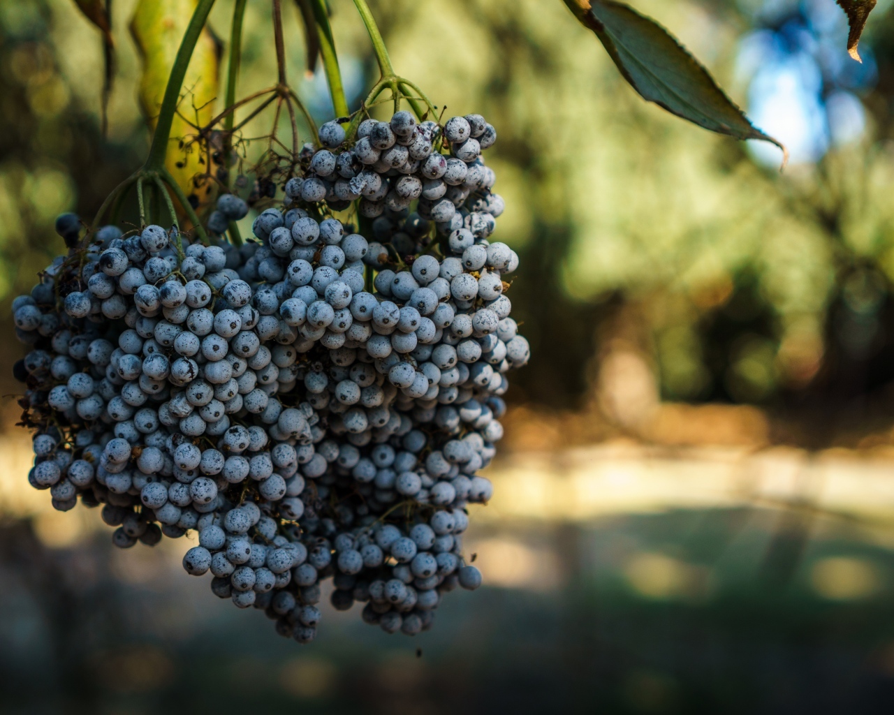 Гроздь дикого синего винограда