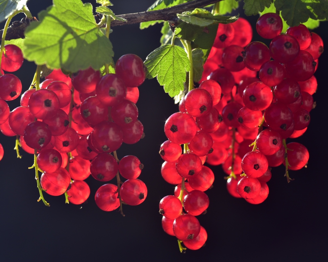 Гроздья красной смородины на ветке в лучах солнца
