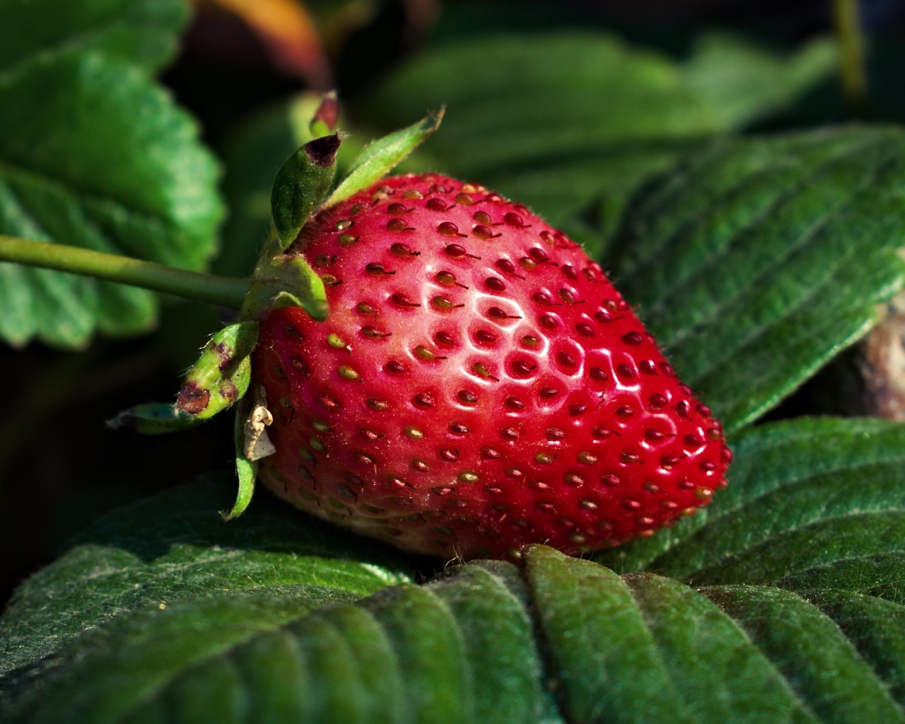 Ароматная спелая клубника в зеленых листьях 