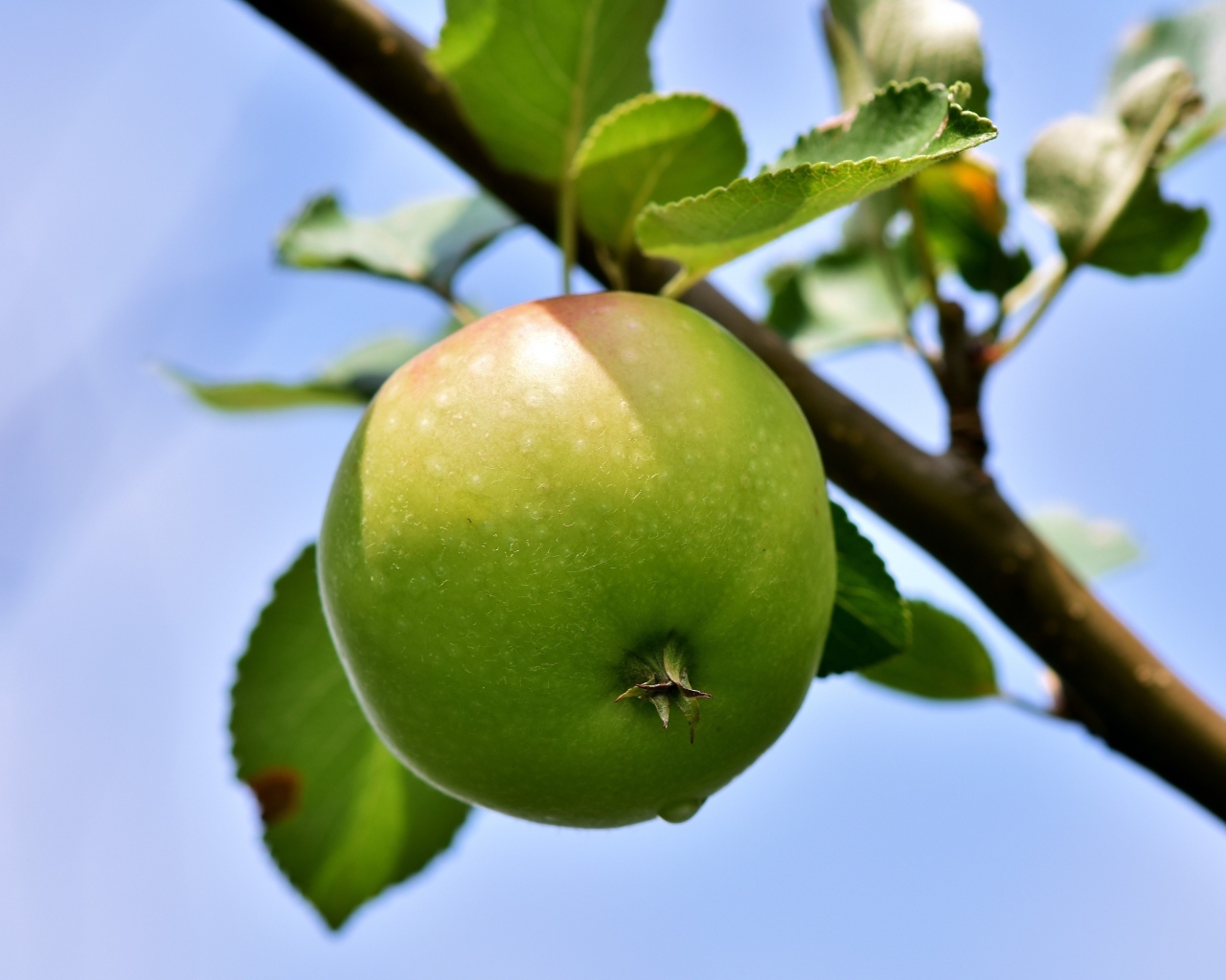 Зеленое яблоко на ветке дерева