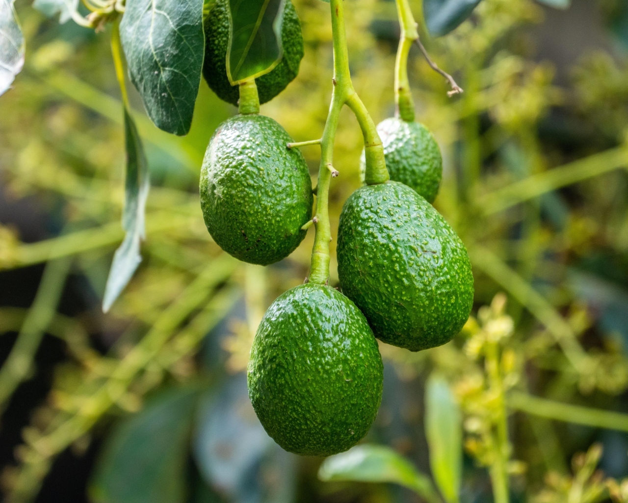 Зеленый авокадо висит на ветке