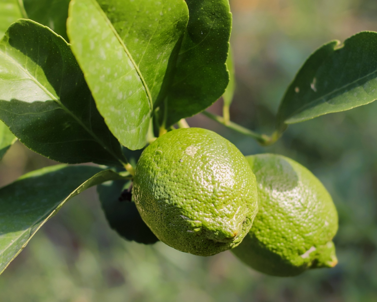 Зеленые лаймы на ветке с листьями