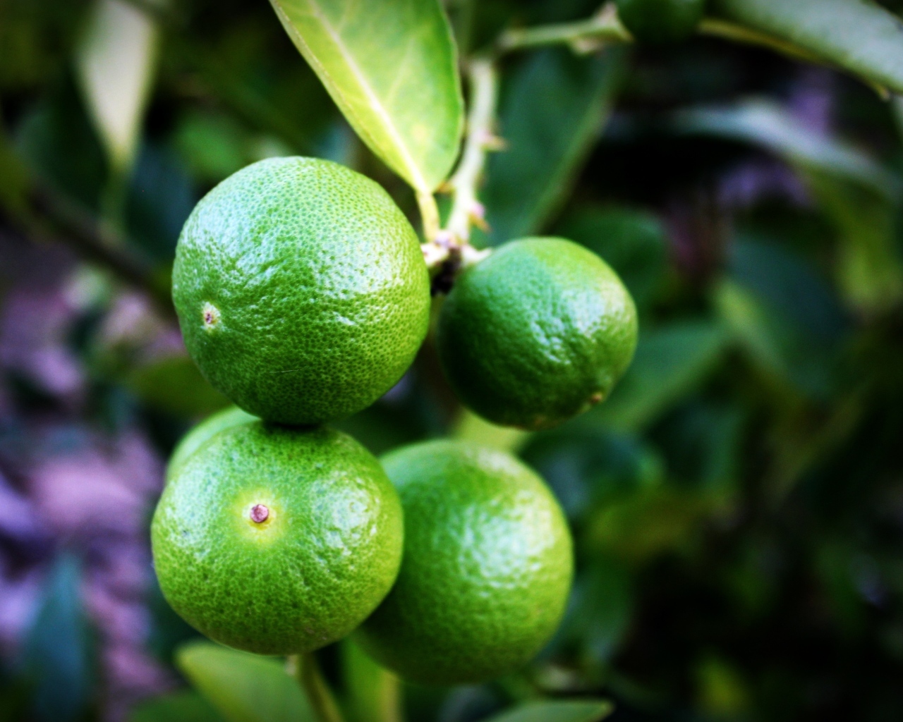 Зеленые лаймы на ветке дерева