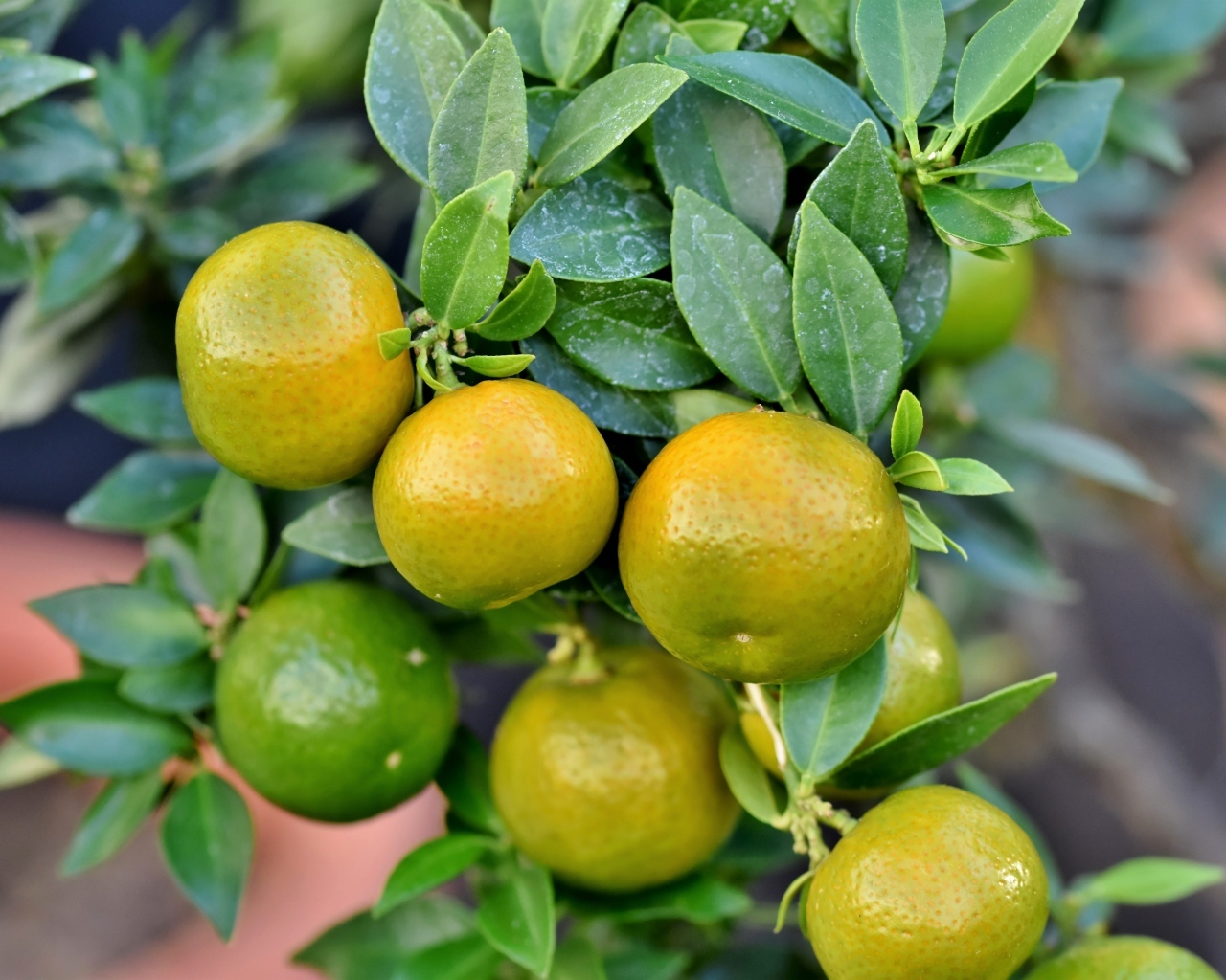 Зеленые мандарины на ветке 