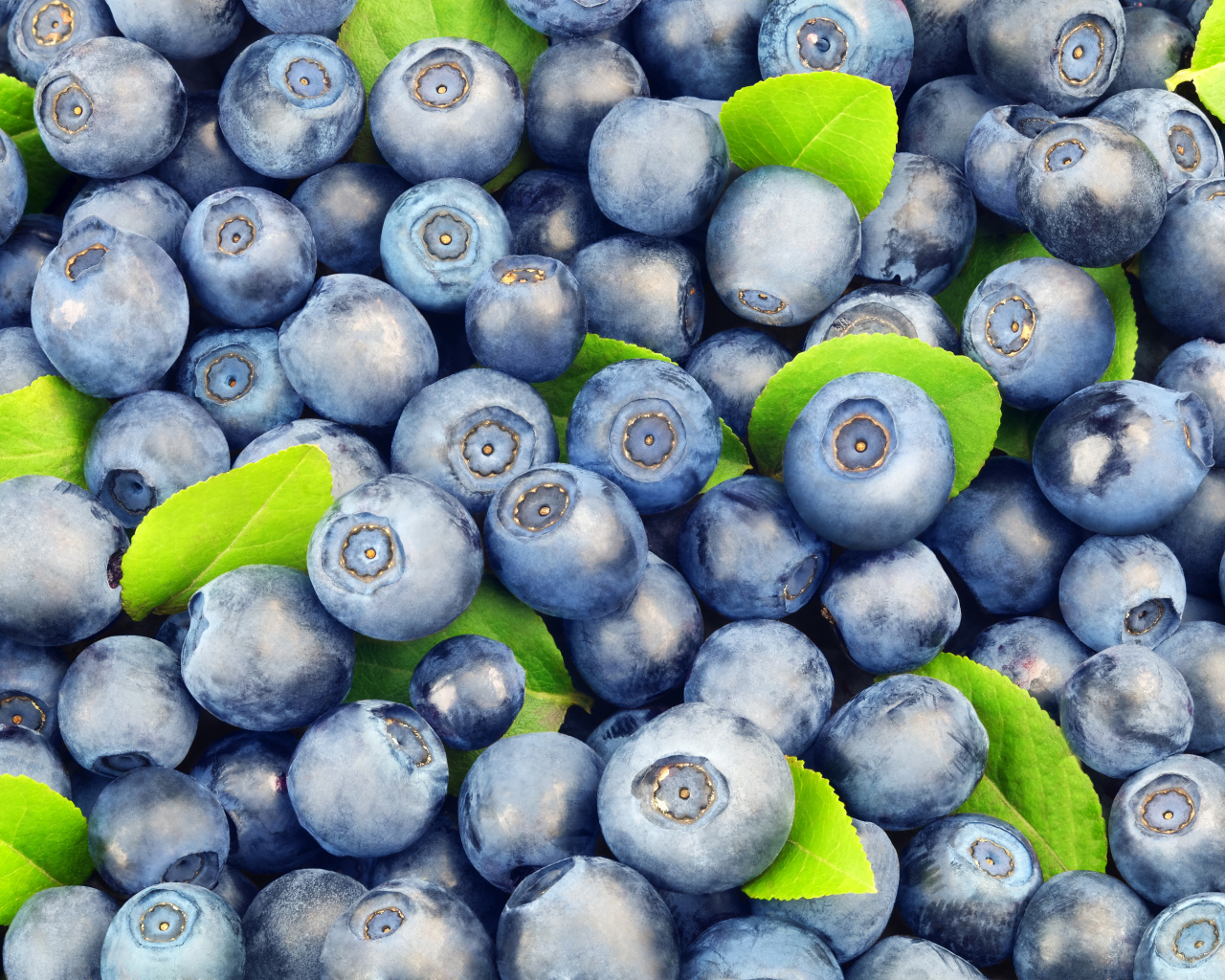 Много спелых синих ягод черники крупным планом