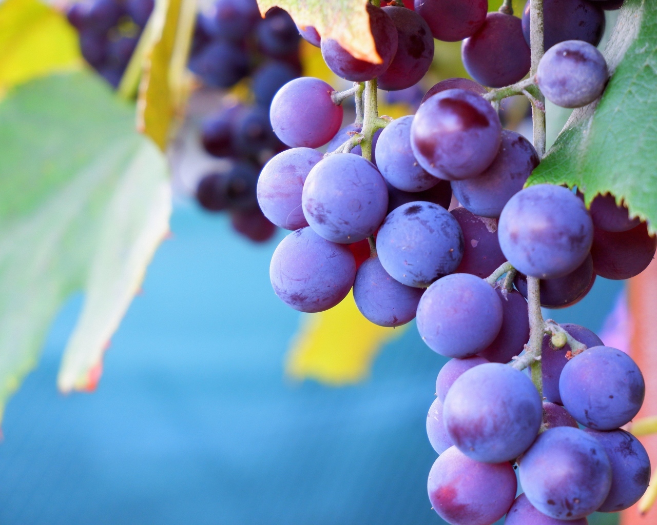 Розовый сладкий виноград крупным планом