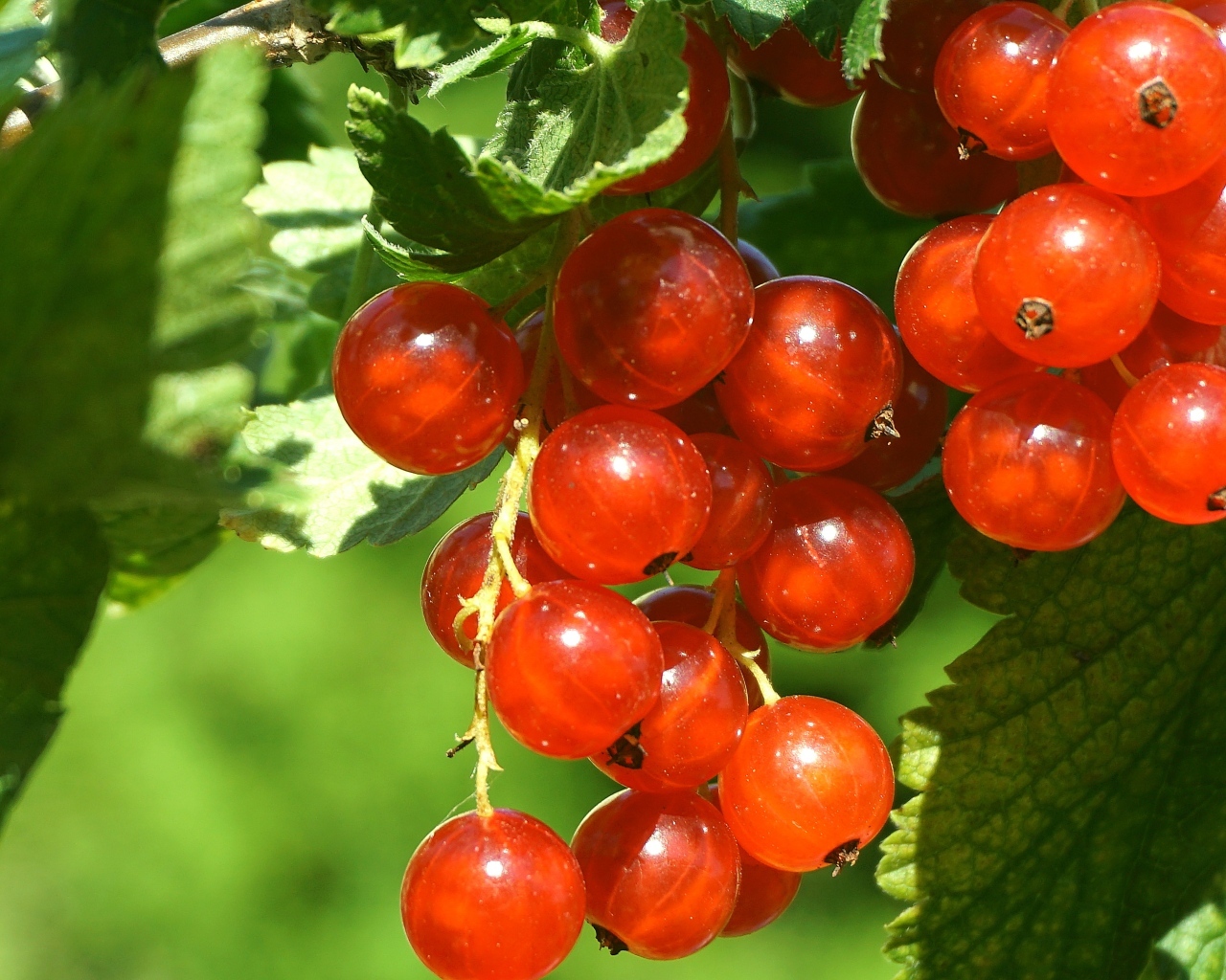 Красные спелые ягоды смородины