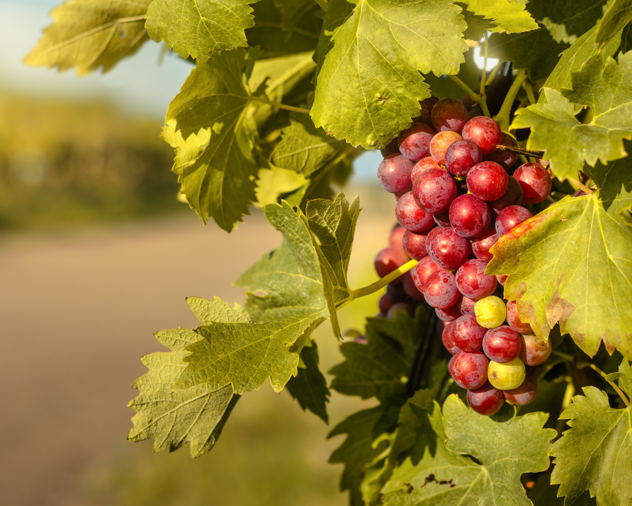Спелая гроздь розового винограда в листьях