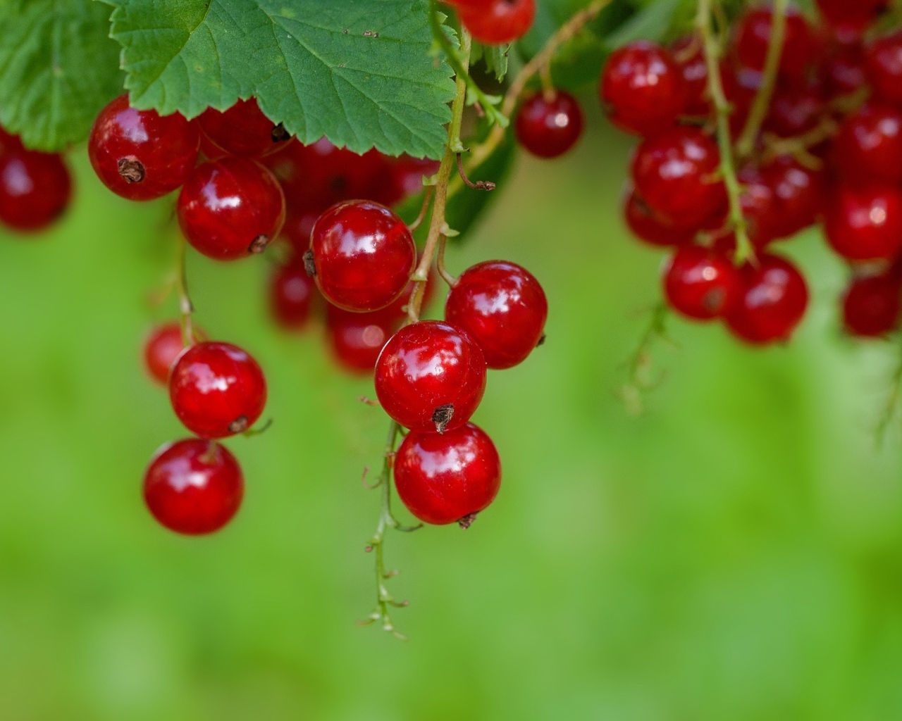 Спелая сочная красная смородина на ветке