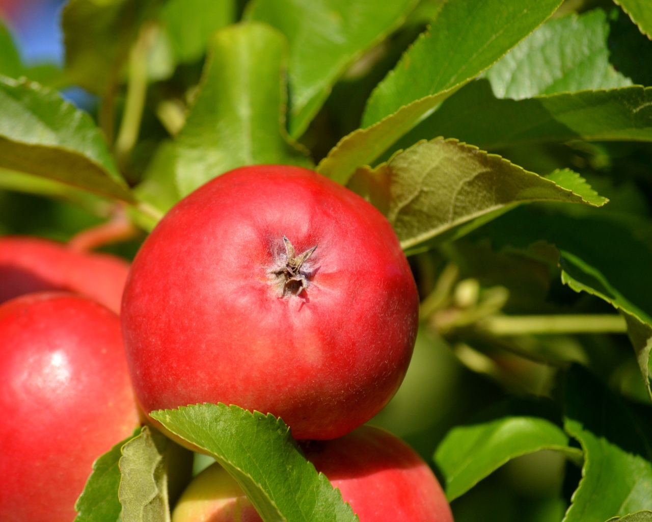Спелые красные яблоки в зеленых листьях