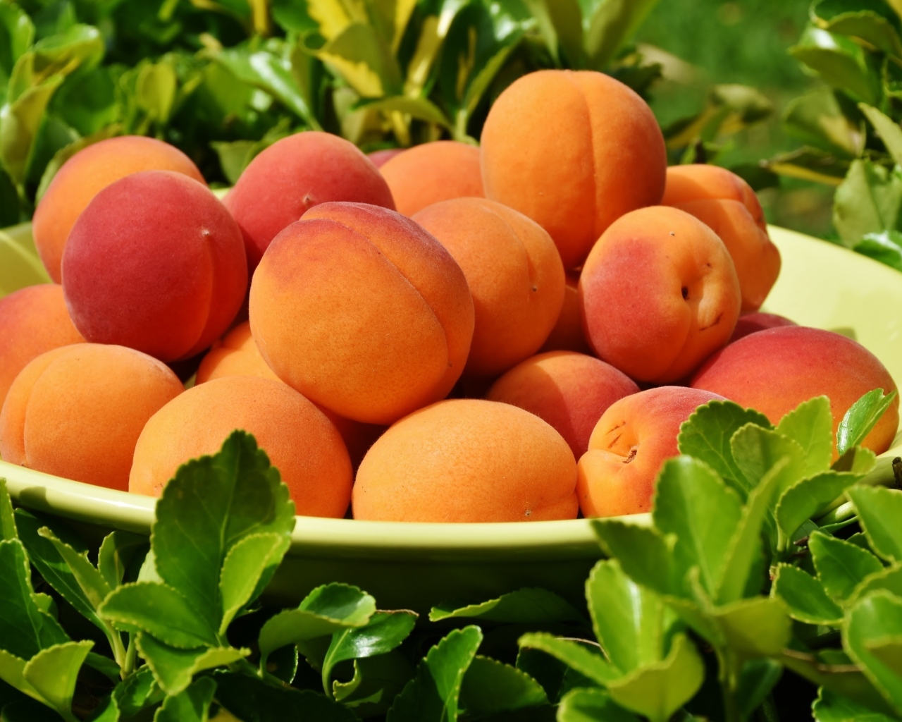 Спелые сладкие абрикосы на тарелке в траве