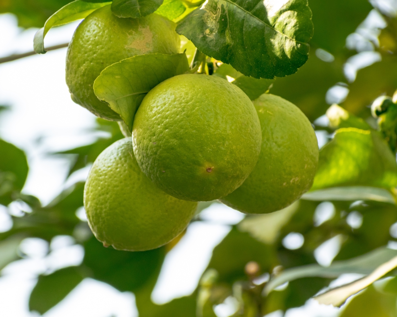 Три зеленых лайма  на ветке дерева