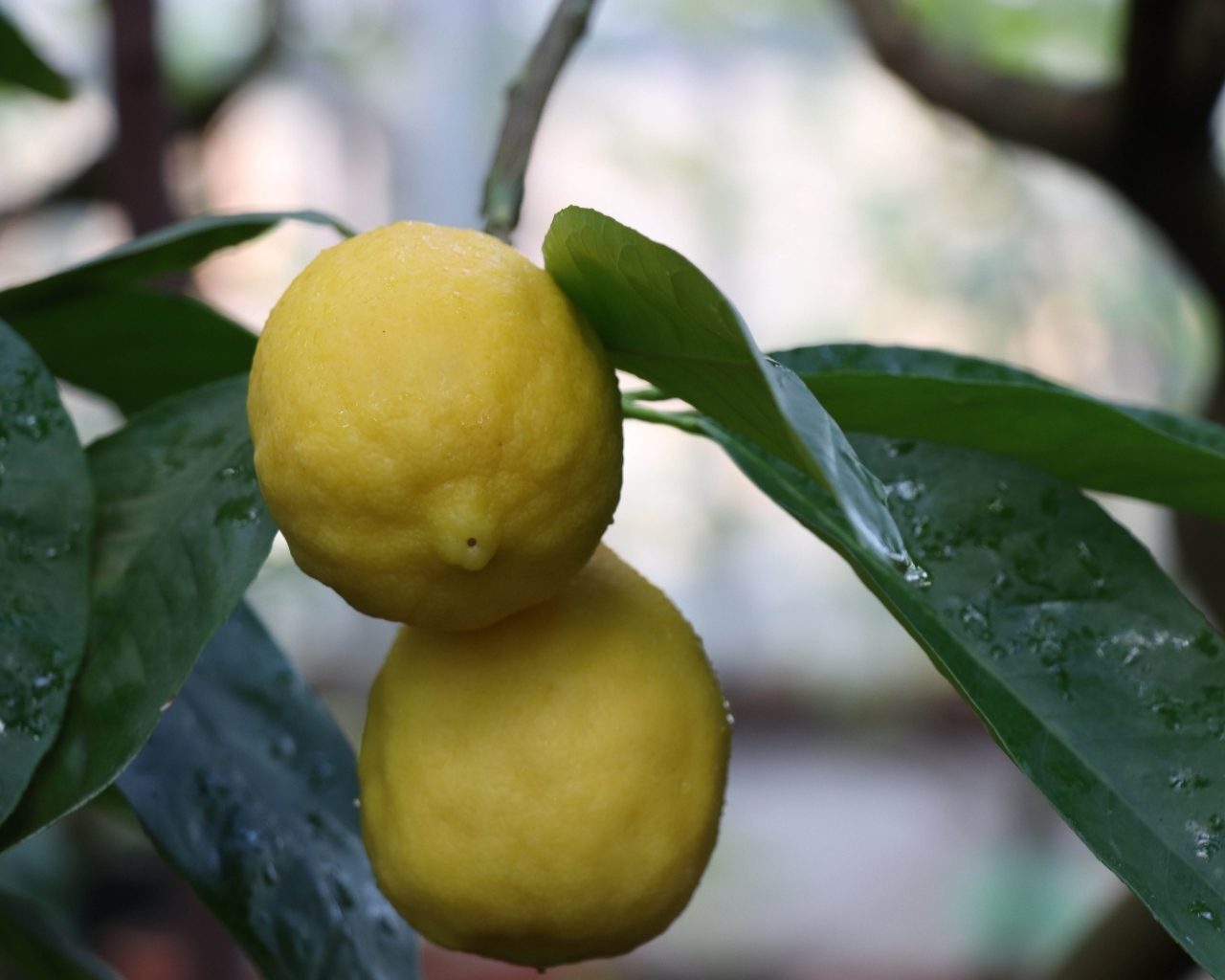 Два желтых лимона на ветке в листьях