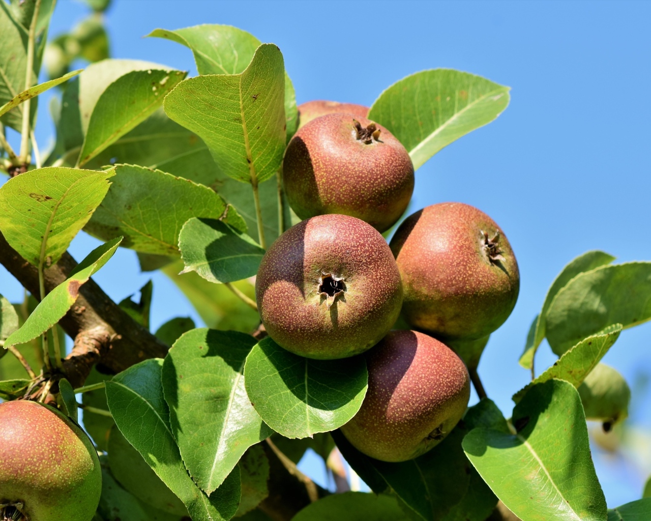 Недозрелые груши на ветке дерева
