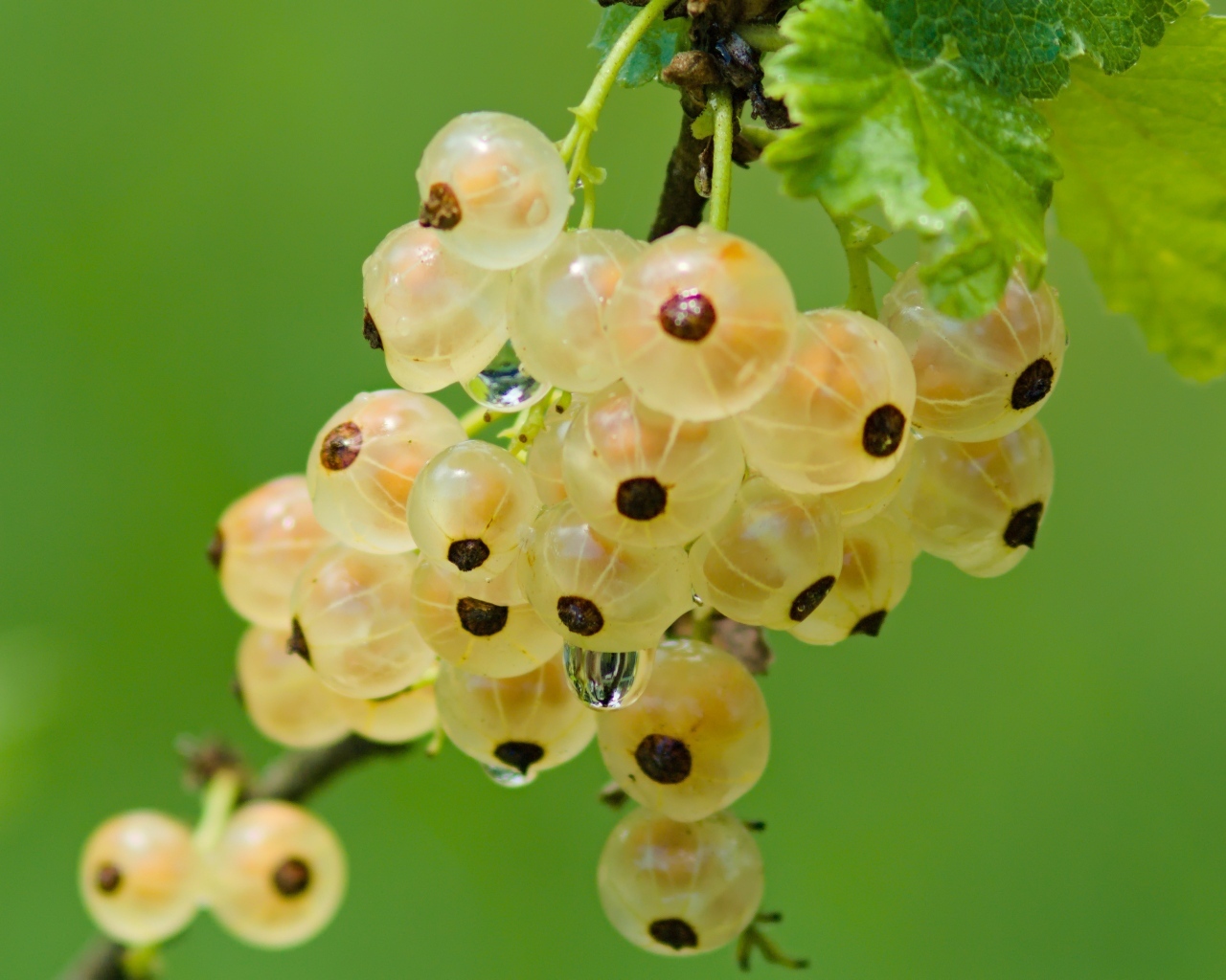 Желтая смородина на ветке крупным планом