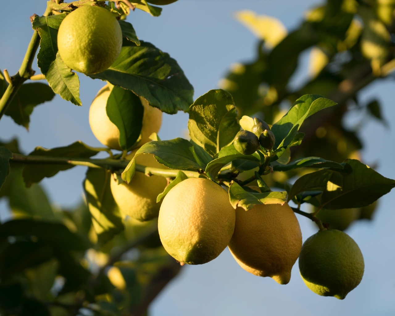 Желтые лимоны на ветках в лучах солнца