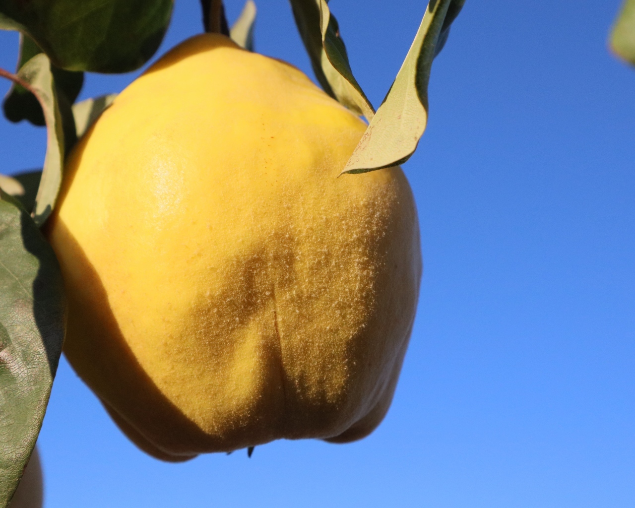 Желтый плод айвы на фоне голубого неба
