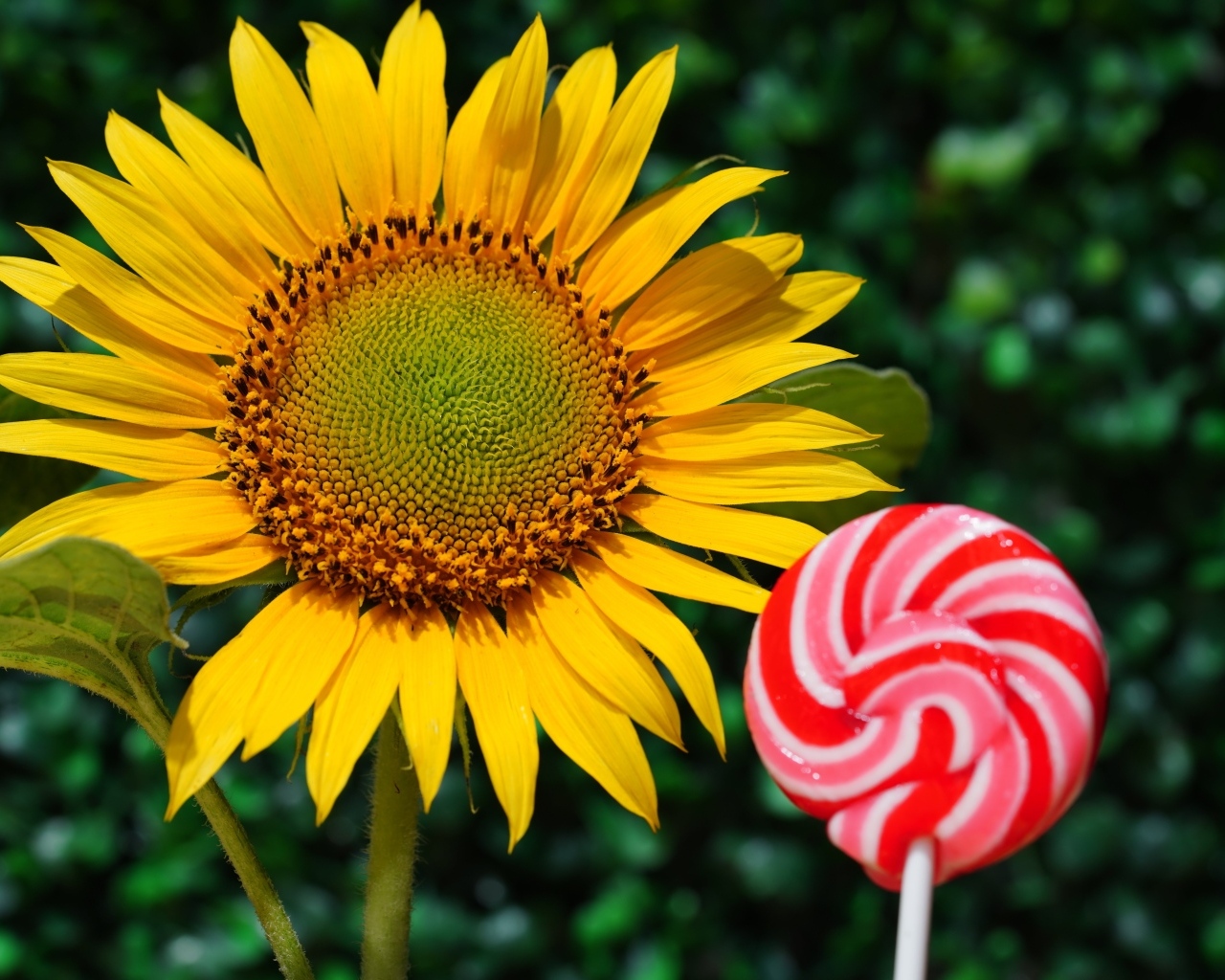 Конфета на палочке  с цветком подсолнуха